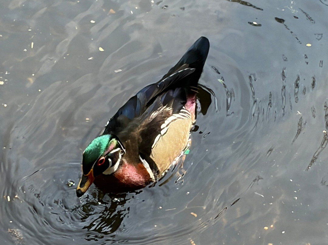 WWT Martin Mere Wetland Centre-Burscough必去景点
