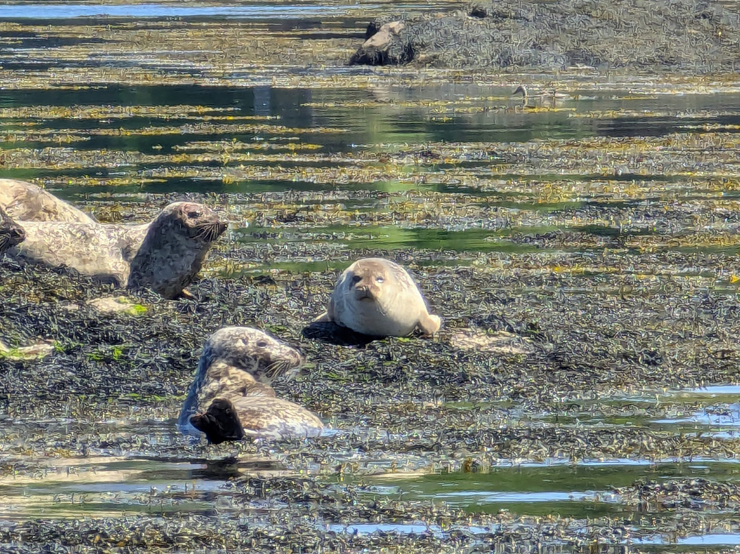 Gairloch Glass Bottom Boat Cruises-盖尔洛赫必去景点