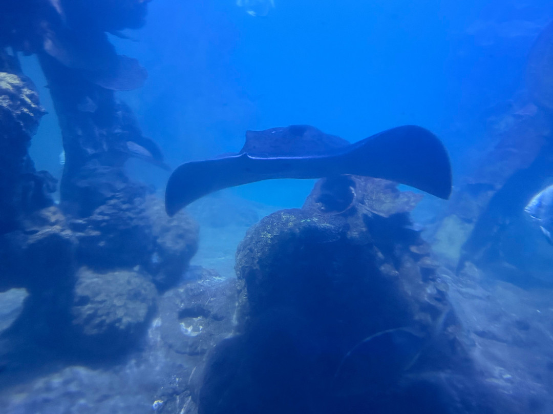 Hurghada Grand Aquarium-赫尔格达必去景点