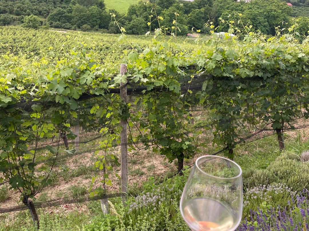 Azienda Agricola Cascina Pugnane S.S. dei F.lli Ghisolfi-Castiglione Falletto必去景点