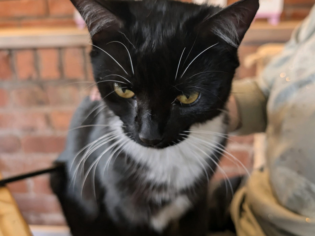 C.A.T.W Cat Cafe