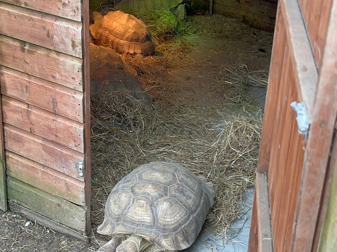 Hopefield Animal Sanctuary & Visitor Centre-布伦特伍德必去景点