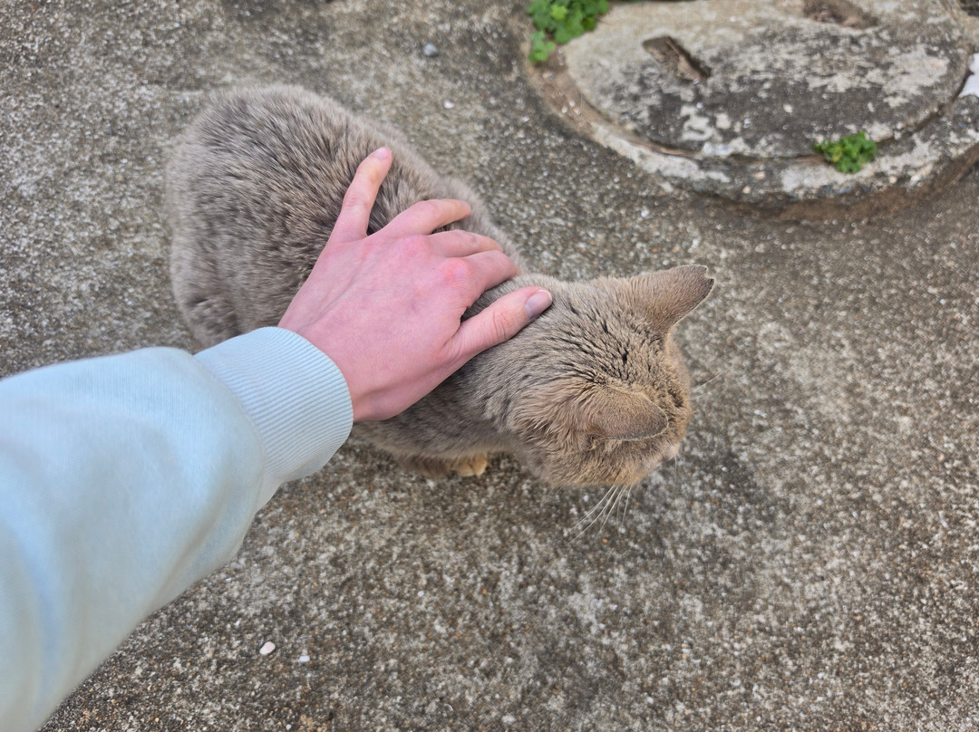 Ainoshima Island-新宫町必去景点