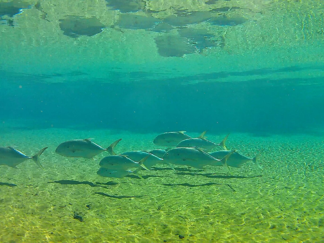 Salt Springs Recreation Area-Salt Springs必去景点