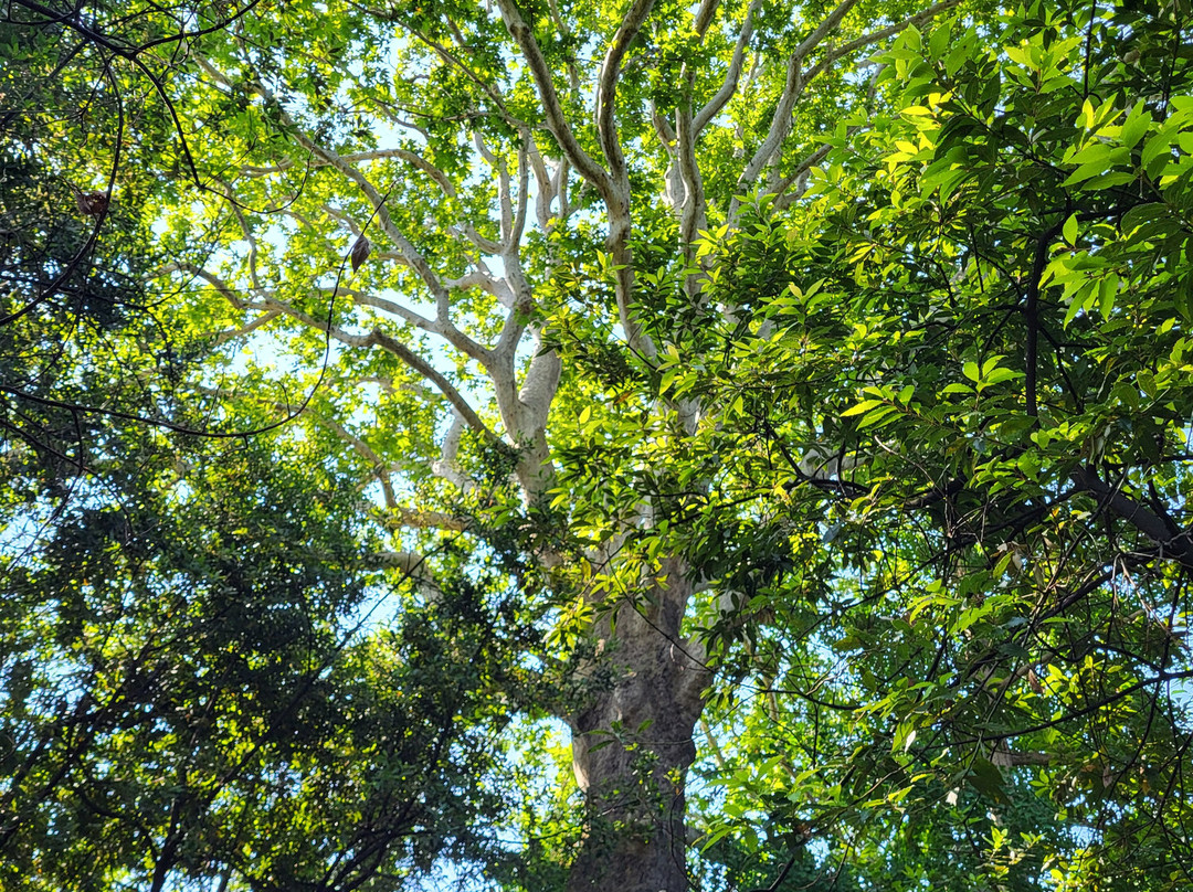 Trsteno Arboretum-特尔斯泰诺必去景点