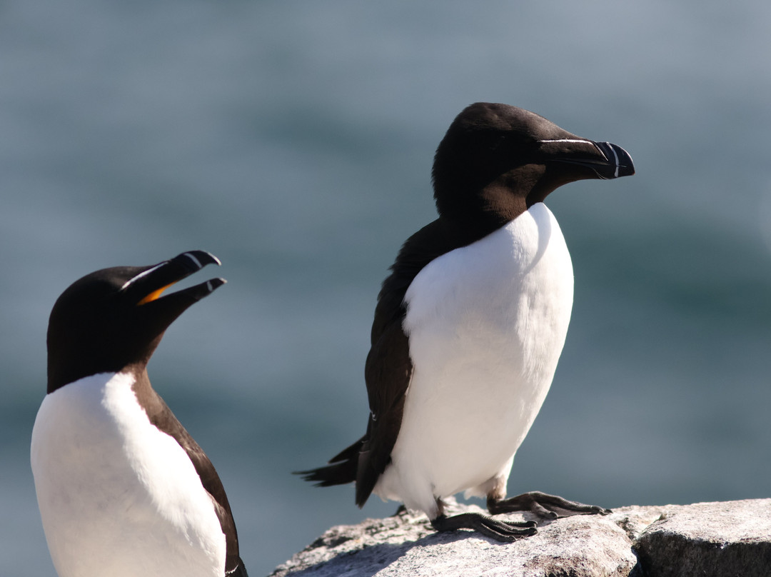 Anstruther Pleasure Cruises-Boat Day Tours-Anstruther必去景点