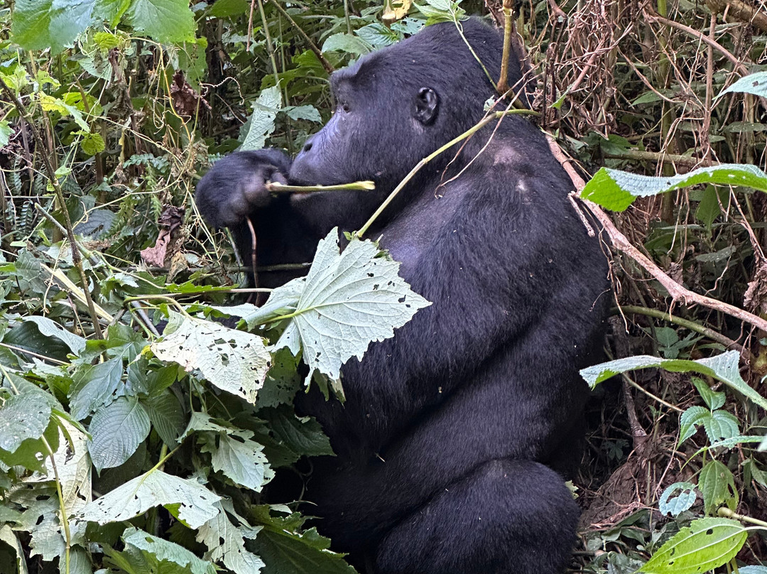Go Gorilla Trekking-吉佳利必去景点