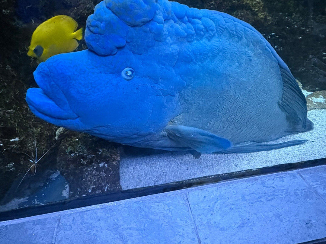 达拉斯世界水族馆-达拉斯必去景点