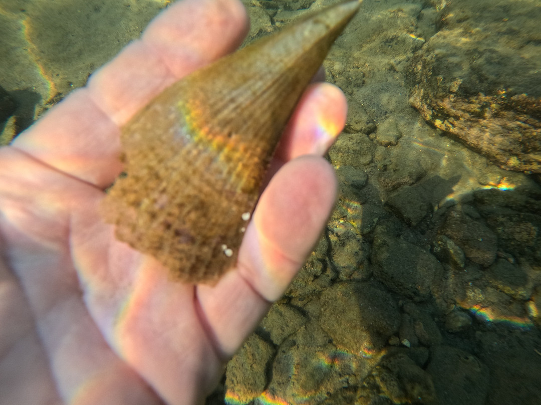 Tidal Tao Snorkeling Safaris-巴利托必去景点