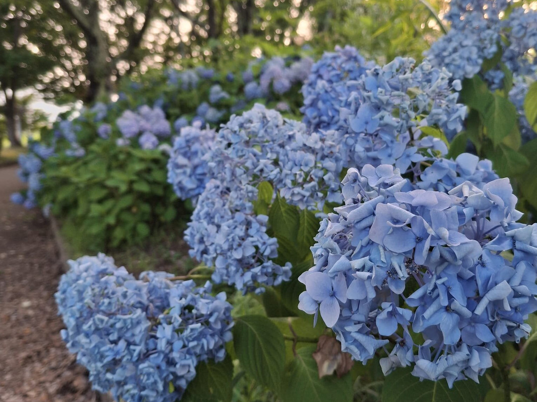Yagizaki Park-富士河口湖町必去景点
