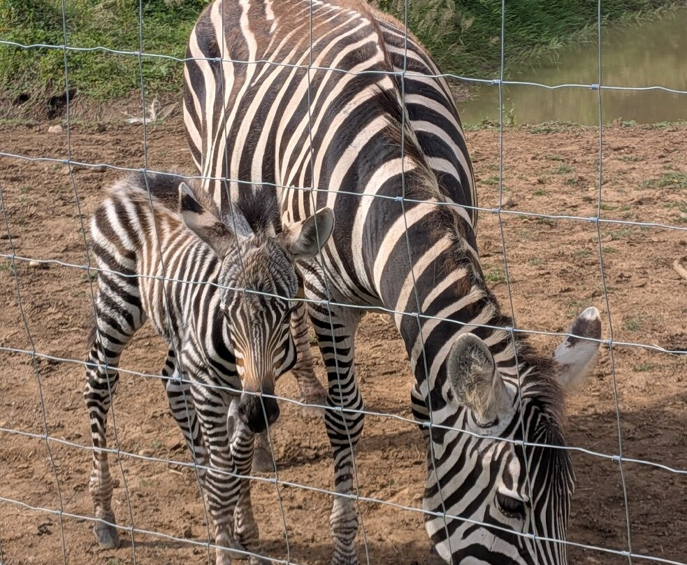 Bridlington Animal Park-布里德灵顿必去景点