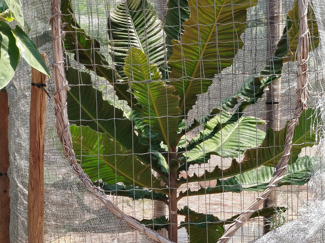 Orchard Of Flavours Botanical Garden-Luz de Tavira必去景点