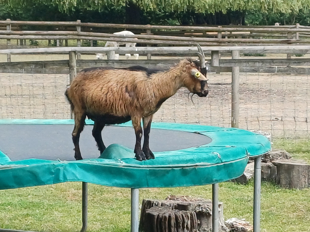 Pennybridge Farm Alpacas-胡克必去景点