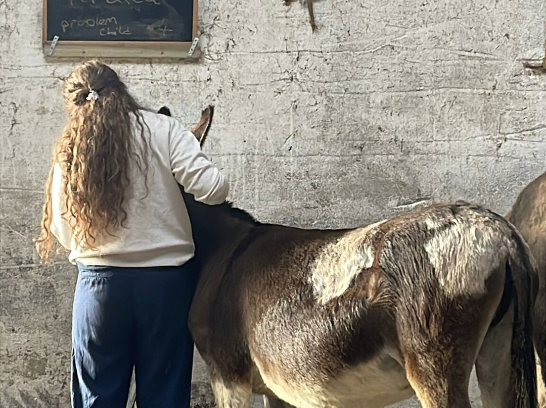 Kinedale Donkeys-Ballynahinch必去景点