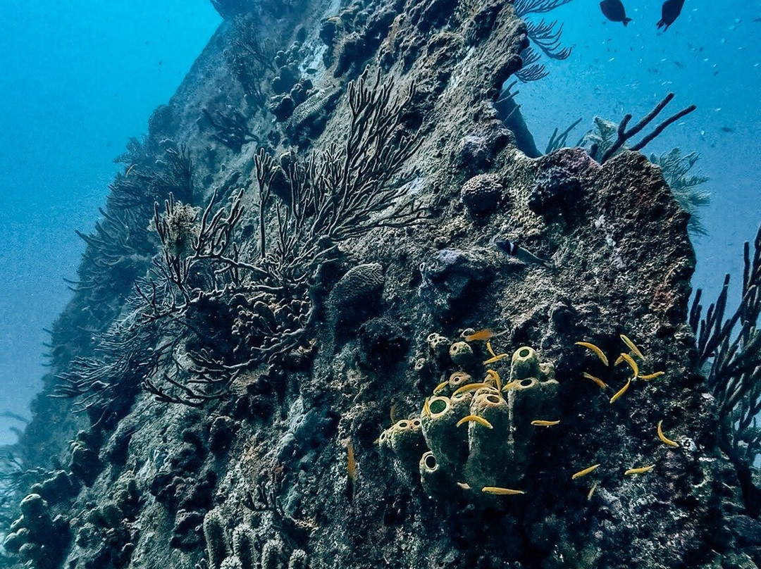 Seahorse Divers Barbados-奥伊斯廷斯必去景点