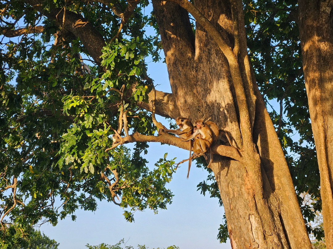 Prasanna Safari Udawalawe-乌达瓦拉维国家公园必去景点