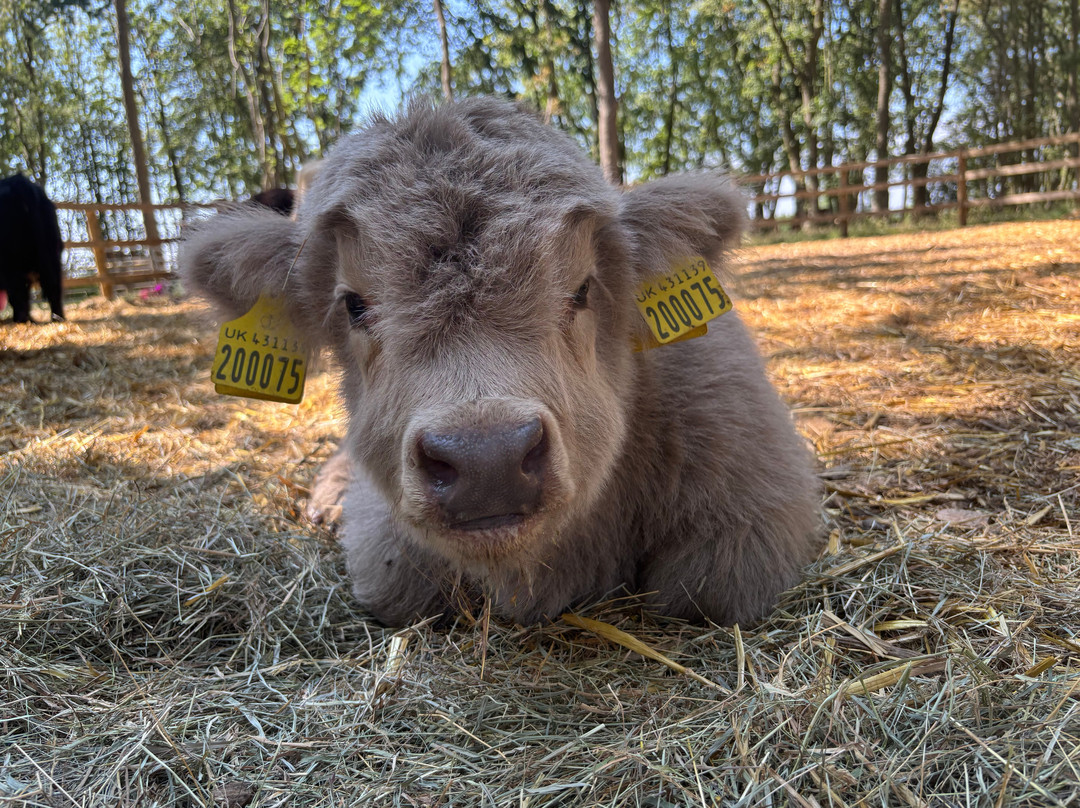 Rhosyn Farm Highland Cattle Experiences-Barton under Needwood必去景点
