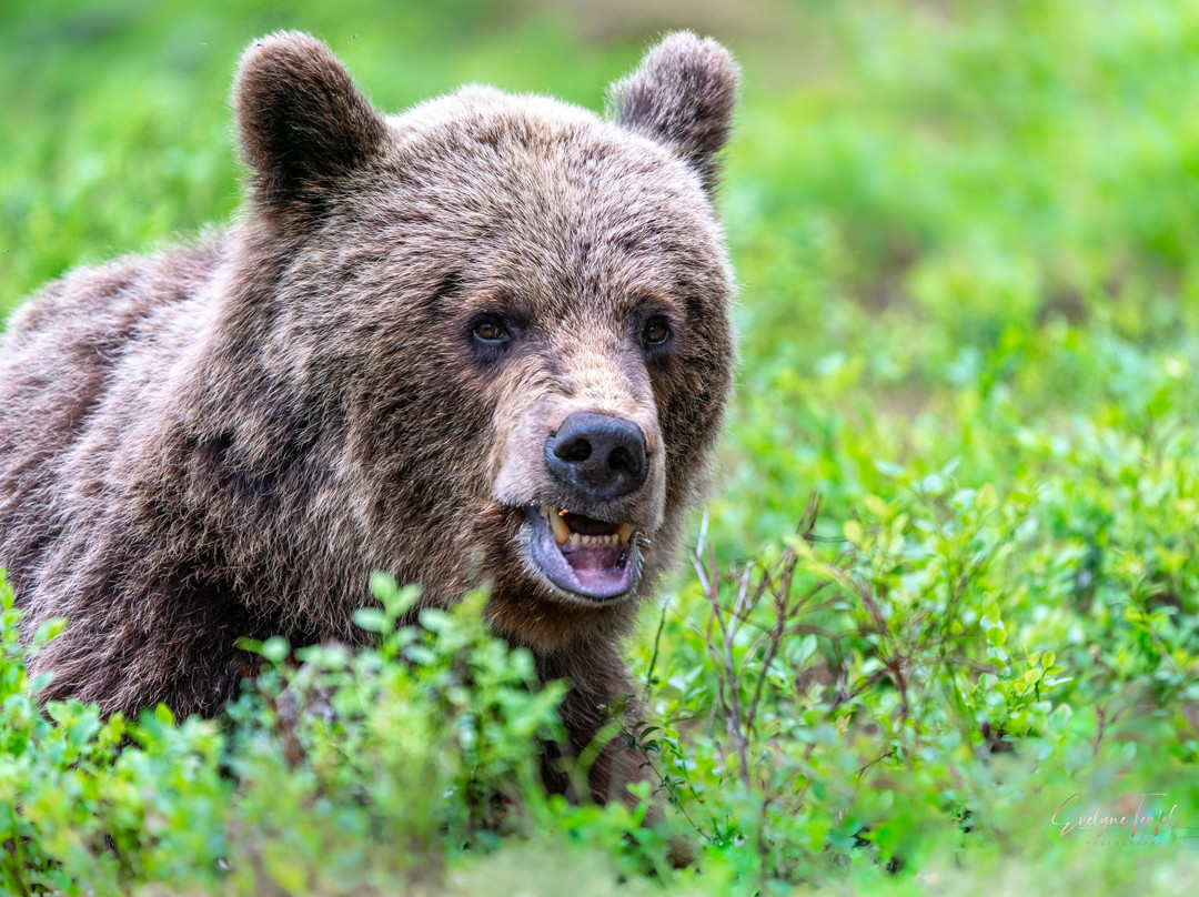 Boreal Wildlife Centre-Kuhmo必去景点