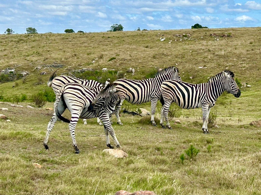 Lalibela Wildlife Reserve Mark's Camp Family Lodge主图