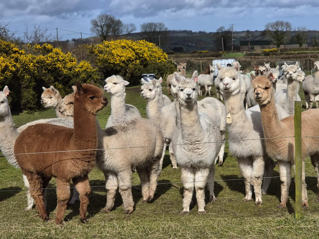 Mourne Alpacas Trekking With Over 100 Alpacas-Dromara必去景点