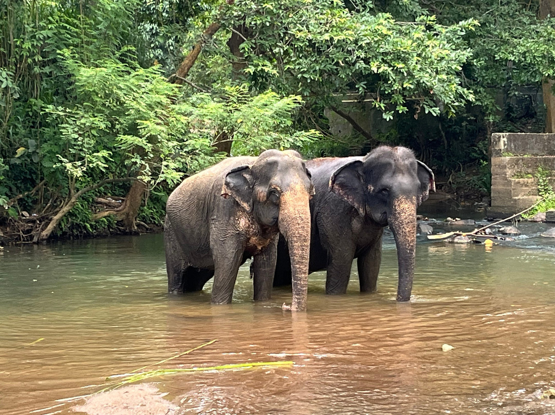 Elephant Freedom Project-凯格勒 必去景点