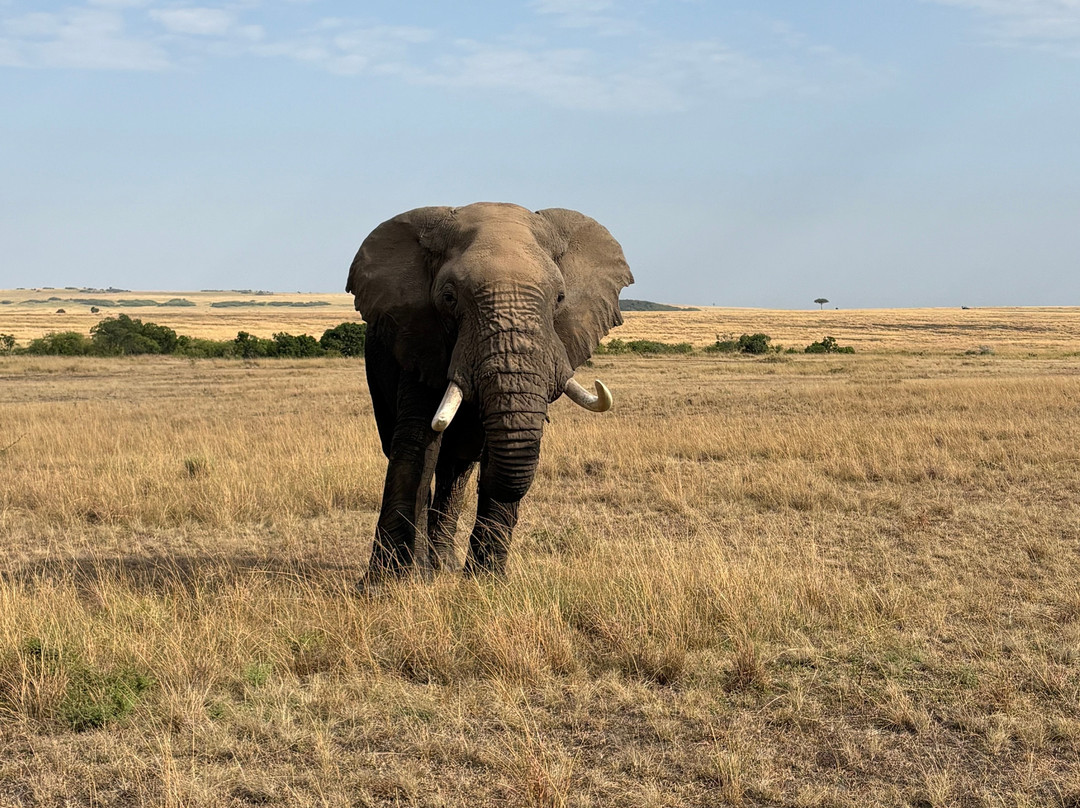 East Africa Adventure Tours and Safaris-马赛马拉国家野生动物保护区必去景点