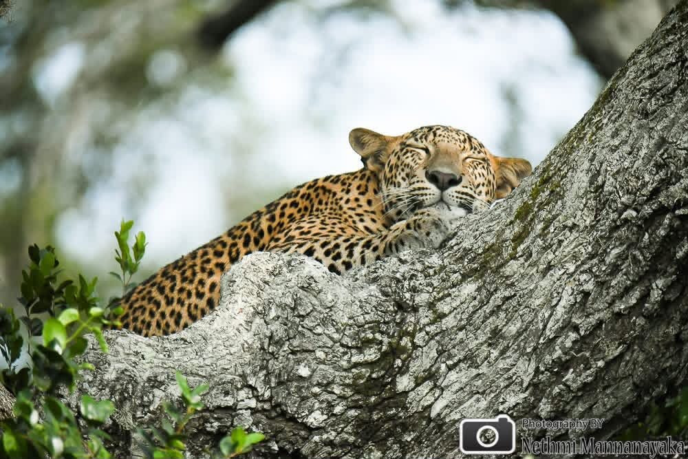 Ceylon Leopard Safari Yala-蒂瑟默哈拉默必去景点
