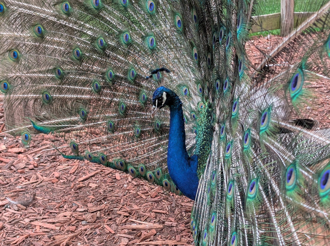Roscommon Zoo-Roscommon必去景点