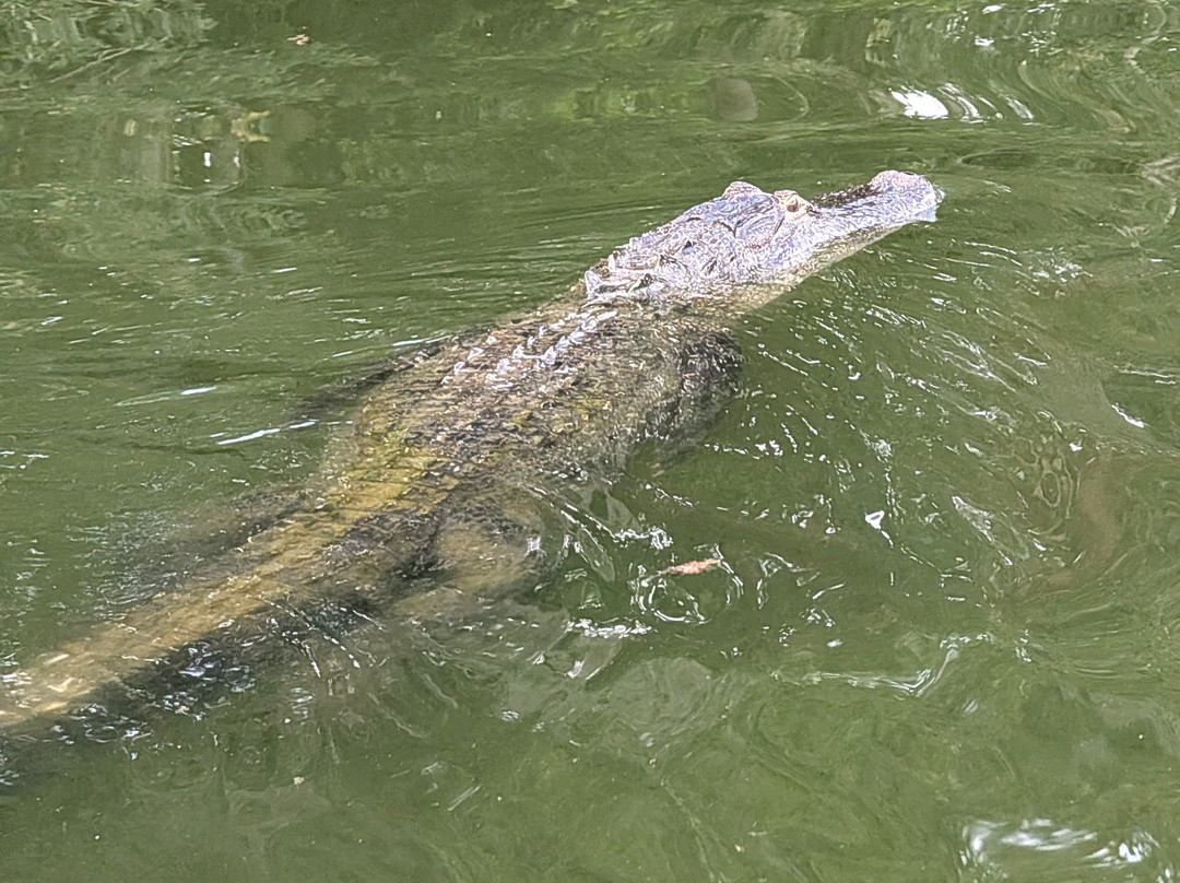 Airboat and Gator Charters-De Leon Springs必去景点