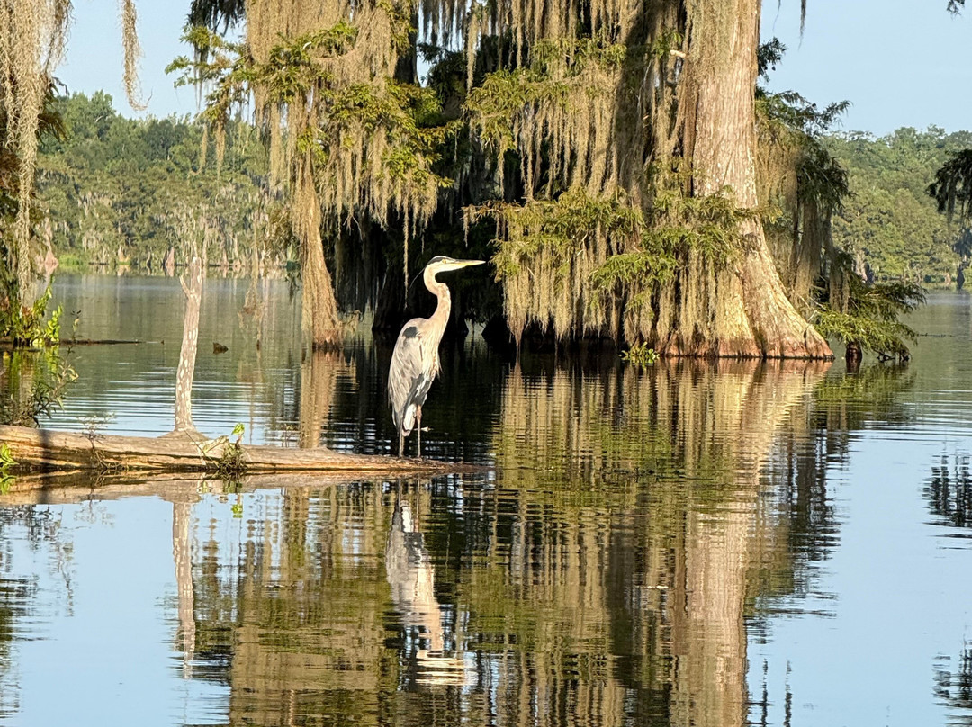 Louisiana Swamp Tours-布里奥克斯桥必去景点