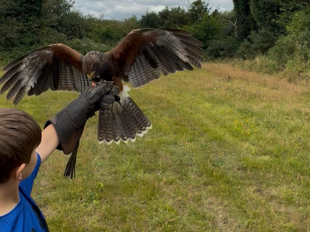 Mayfield Birds of Prey-Kilmacthomas必去景点
