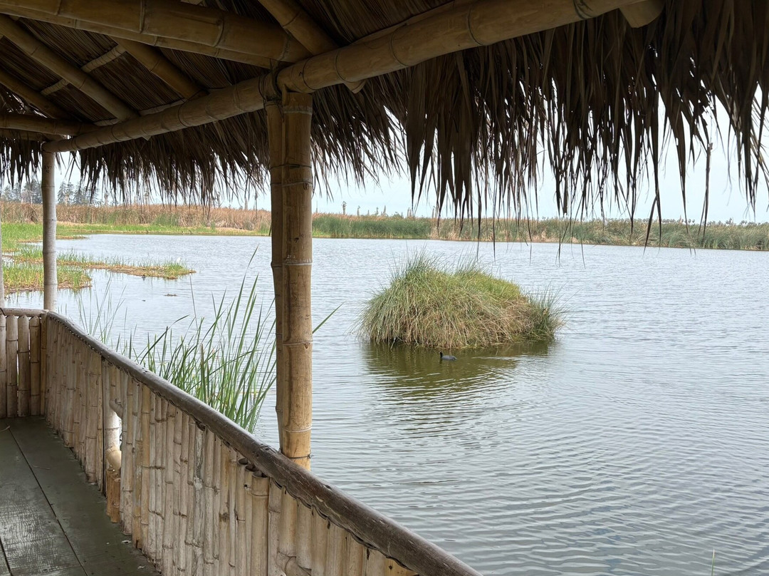 Humedal Pantanos de Villa-利马必去景点