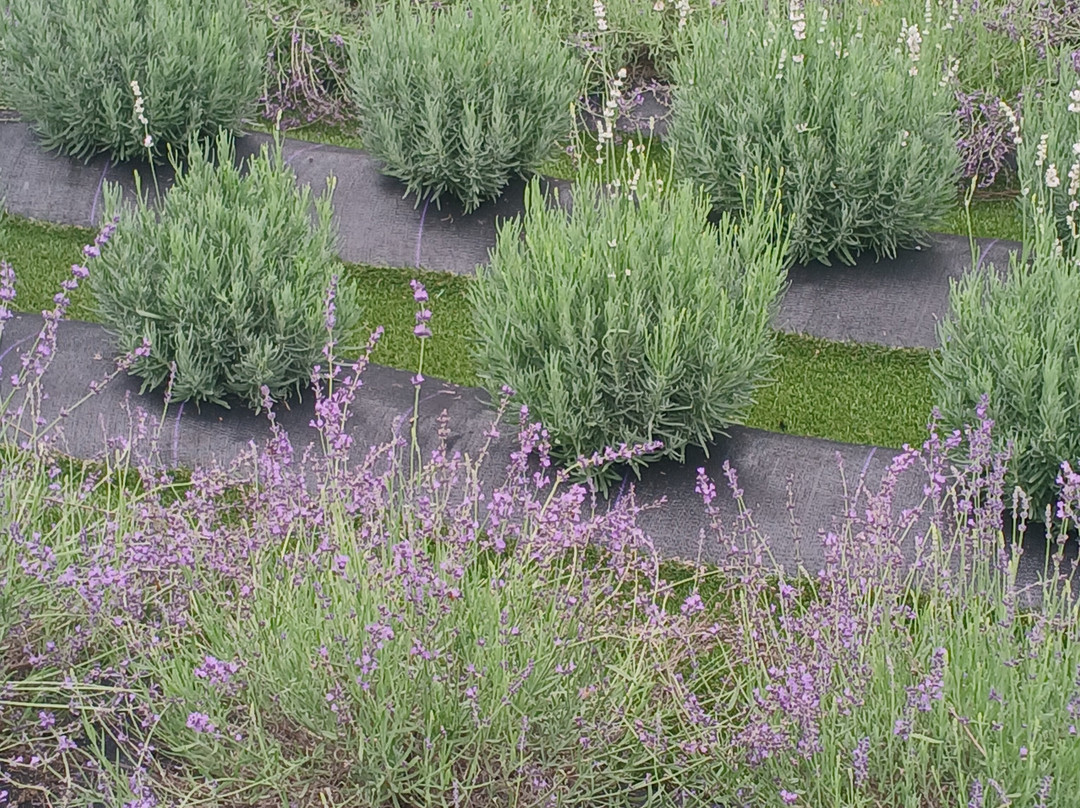 White Oak Lavender Farm & The Purple WOLF Tasting Room-哈里森堡必去景点