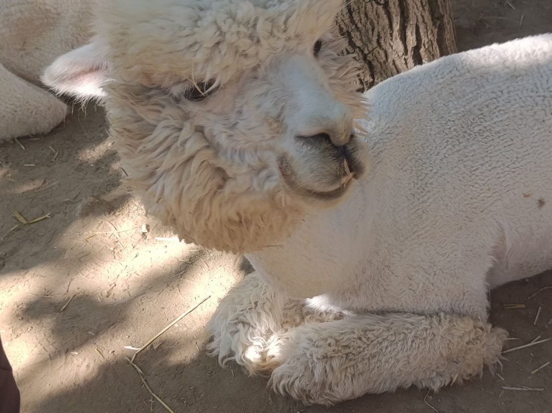 Basilicata Alpaca-Acerenza必去景点