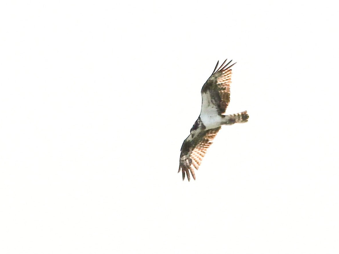 Birds Of Poole Harbour Events-普尔必去景点