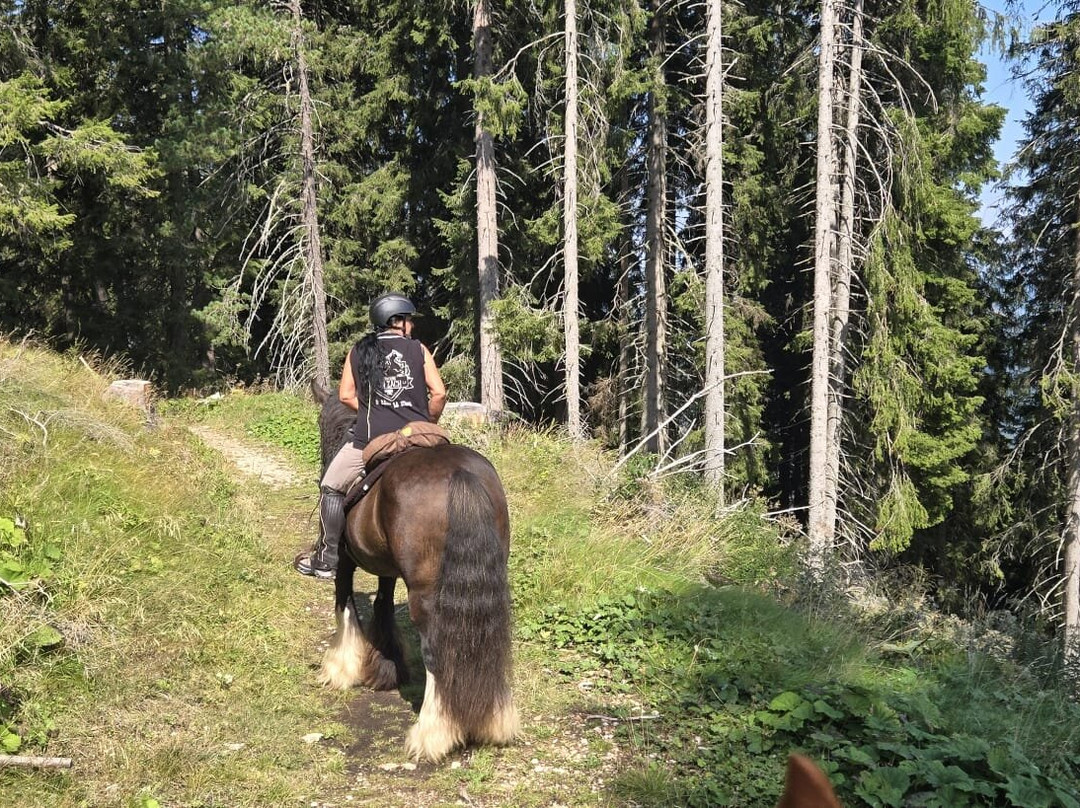 Reitzentrum Angerle Alm-诺瓦莱万泰必去景点