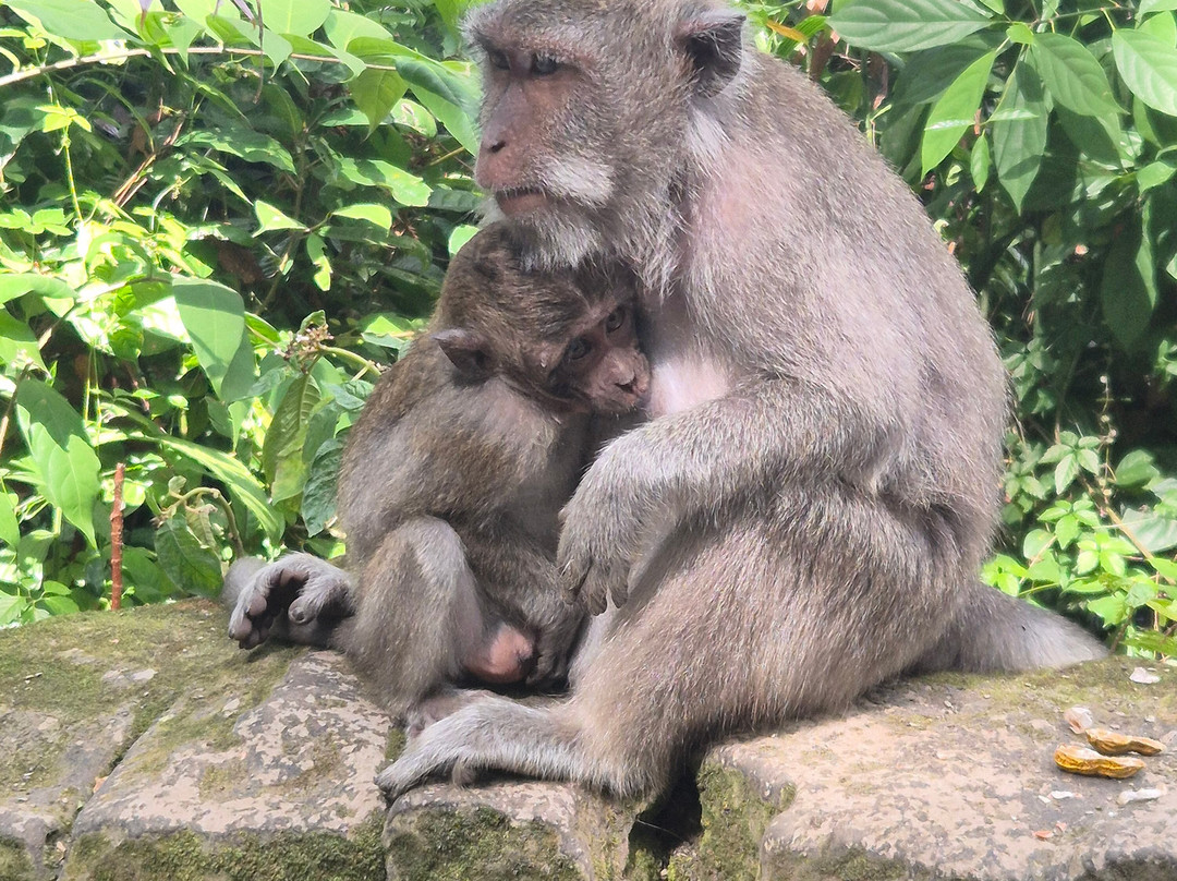 Sangeh Monkey Forest-Sangeh必去景点