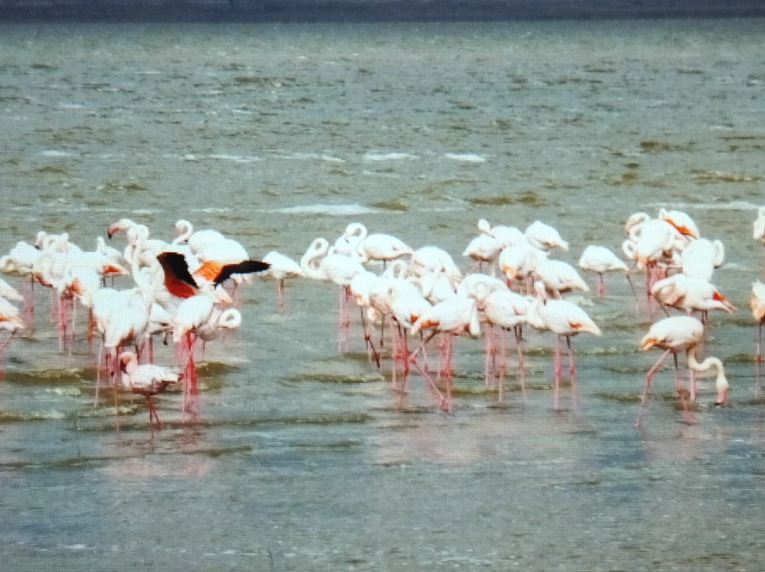 Ngorongoro Crater-恩戈罗恩戈罗保护区必去景点