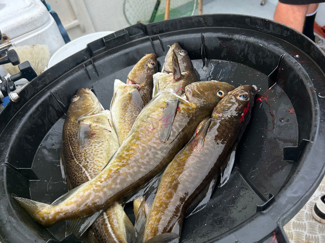 Campbell's Deep Sea Fishing-York必去景点