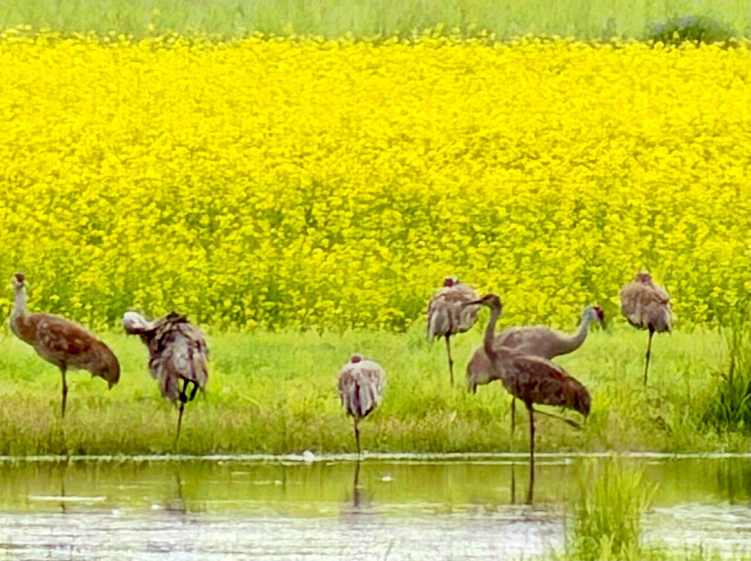 Creamer's Field Migratory Waterfowl Refuge-费尔班克斯必去景点