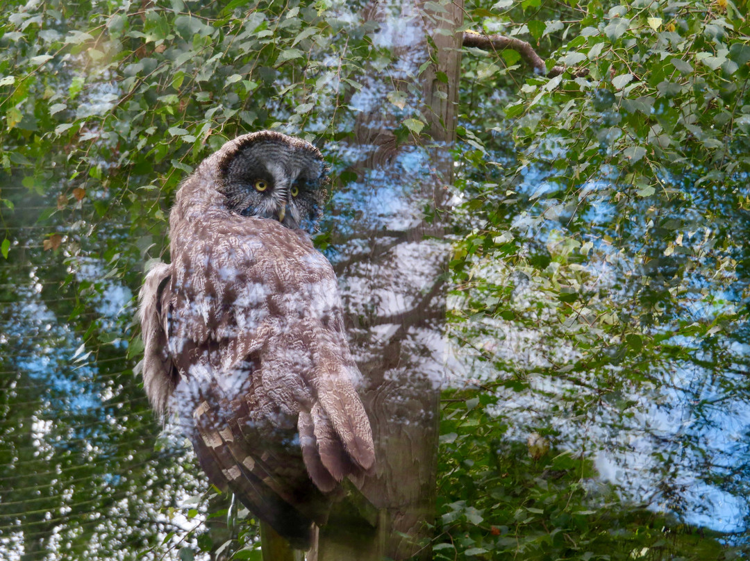Highland Wildlife Park-Kincraig必去景点