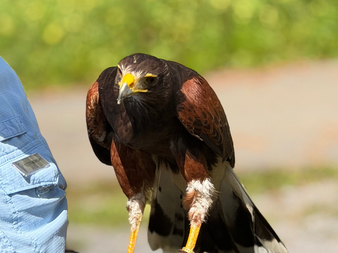 The Greenbrier Falconry-White Sulphur Springs必去景点