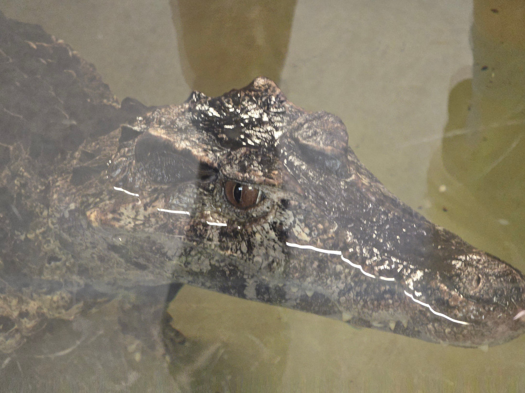 Crocodiles of the World-Brize Norton必去景点