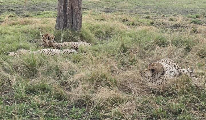 Northern Masailand Safaris-阿鲁沙必去景点