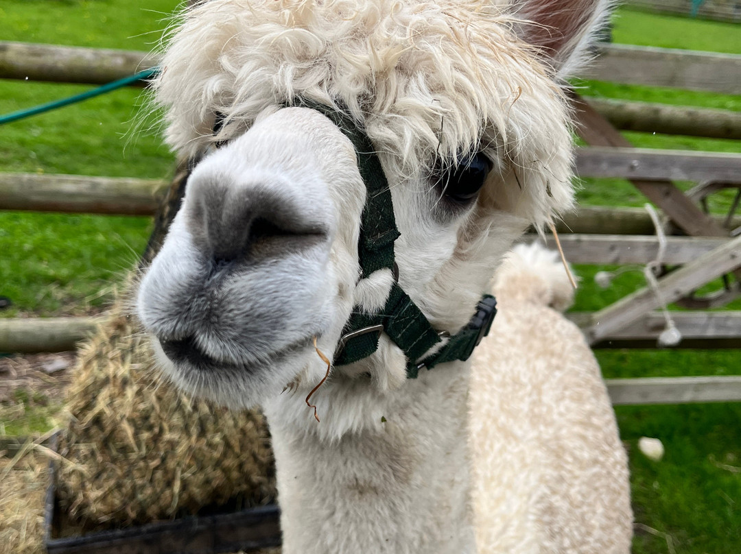 Woodlands Alpaca Farm-沃灵顿必去景点