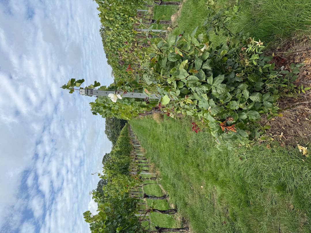 Gusbourne-Appledore必去景点