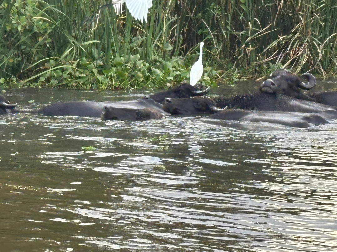 Kalametiya Lagoon Safari-Hungama必去景点