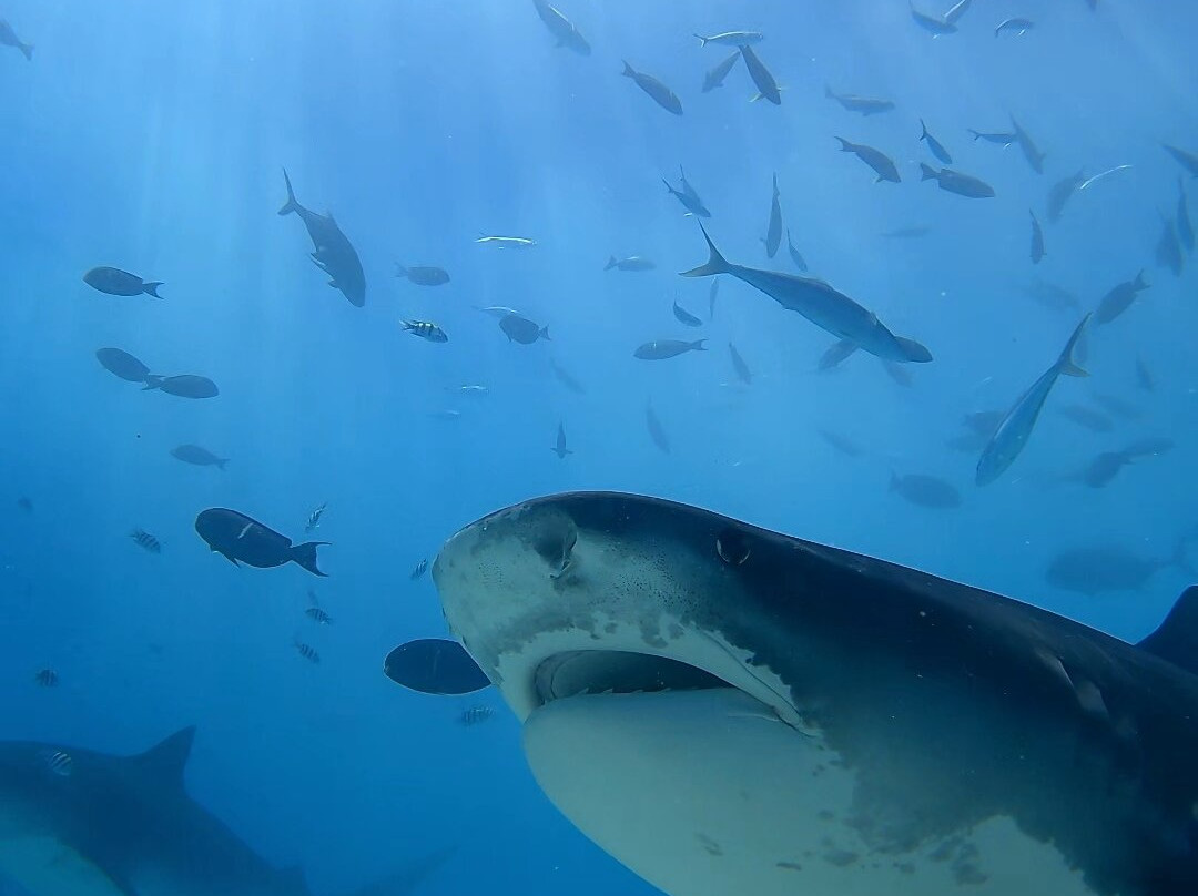 Fuvahmulah Dive School-Fuvahmulah必去景点