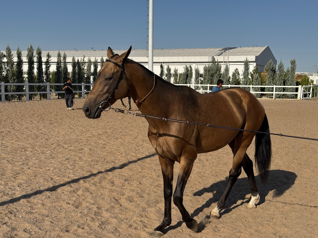 Ashgabat hippodrome-阿什哈巴德必去景点