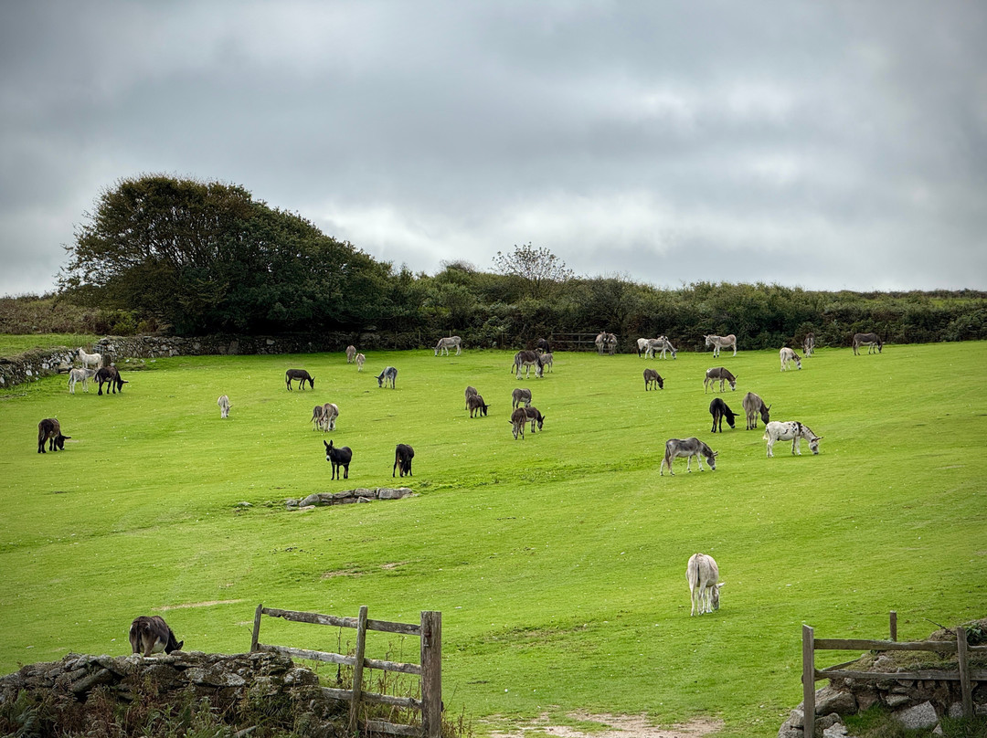 The Flicka Foundation - Donkey Sanctuary-Penryn必去景点
